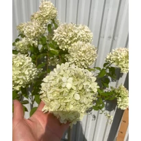 Florile hortensiei Limelight tip pomișor. 