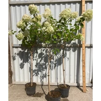 Hortensia Limelight decorează cu flori în formă de con. 