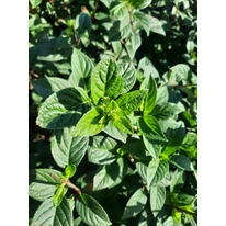 Hortensie Sundae Fraise compact, bine dezvoltat.