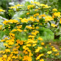 Kerria japonica Golden Guinea – Kerria japoneză.