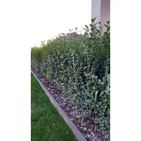 Gard viu din Ligustrum plantat lângă gazon.