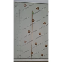 Tutor din bambus cu lungimea de 180 cm, ăn pepiniera noastră. 
