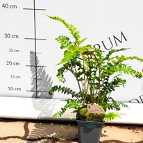 Polystichum sp - Feriga de grădină