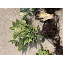 P laurocerasus Novita - Laur englezesc cu rădăcină liberă - 10 buc