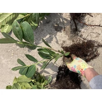 P laurocerasus Novita - Laur englezesc cu rădăcină liberă - 10 buc