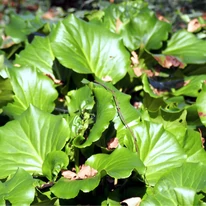 Bergenia cordifolia este o plantă acoperitoare de sol excelentă. 