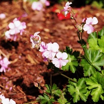 Flori albe de Geranium cantabrigense Biokovo cu centru roz