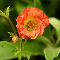 Floarea plantei Geum Mai Tai.