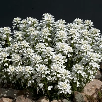 Iberis sempervirens înflorește primăvara. 