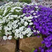 Lilicelul decorează minunat împreună cu Aubrieta. 
