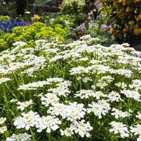 Iberis sempervirens înflorit într-un strat de flori. 