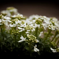 Tulpinile florale ale lilicelului au o creștere verticală. 
