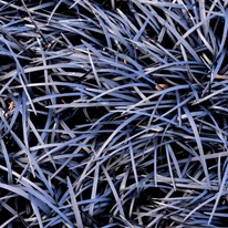 Ophiopogon planiscapus Niger P9 - Barba șarpelui