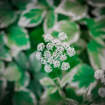 Piciorul caprei Variegata la începutul înfloririi. 