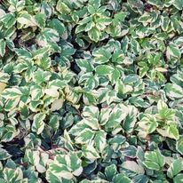 Piciorul caprei este o plantă excelentă pentru acoperirea solului. 