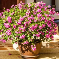 Florile de Bougainvillea sunt de lungă durată, rezistente la secetă