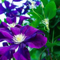 Clematita Polish Spirit este o plantă târâtoare gingașă. 