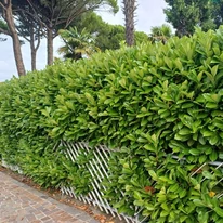 Prunus laurocerasus Novita – Laur englezesc Novita K7,5