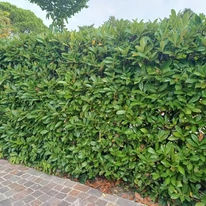 Prunus laurocerasus Novita – Laur englezesc Novita K7,5