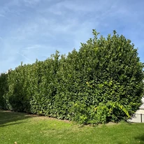 Aspectul final al unui gard viu din Prunus laurocerasus.