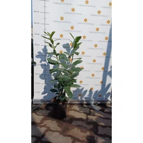 Laur englezesc Novita în container de 2 litri, în luna martie.