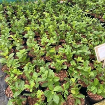 Plante sănătoase și viguroase de Prunus laurocerasus Novita, recent replantate.