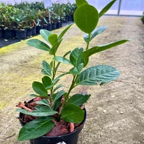Aspectul plantei noastre Prunus laurocerasus Novita, proaspăt replantată în ghiveci, la sfârșitul lunii noiembrie.