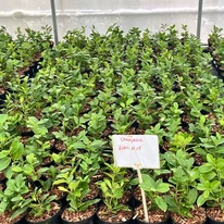 Plantele noastre de Prunus laurocerasus Novita, cu frunze proaspete și viguroase, sunt replantate în ghivece pentru iernare.
