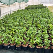 Tufe sănătoase și viguroase de Prunus laurocerasus Novita, proaspăt replantate în ghiveci, la sfârșitul lunii noiembrie.