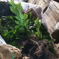 Plantele noastre sănătoase și bine dezvoltate de laur englezesc Novita, în luna octombrie.