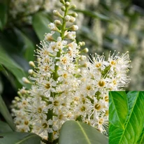 Inflorescența laurului englezesc Mano. 