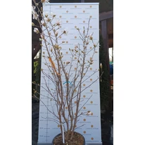 Magnolia x soulangeana în luna martie în pepiniera noastră. 