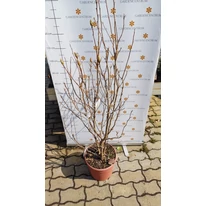 Magnolia Susan în pepiniera noastră, în luna martie. 