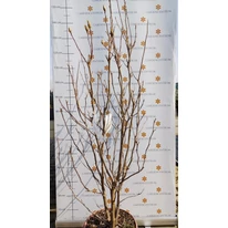 Magnolie Susan, în luna martie în pepiniera noastră. 