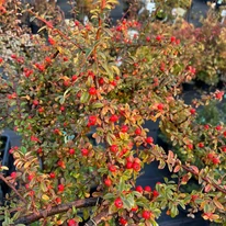 Cotoneaster cu trunchi înalt în luna octombrie în pepiniera noastră.