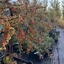 Cotoneaster cu trunchi înalt în toată splendoarea sa de toamnă.