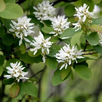 Amelanchier alnifolia C2 - Afin canadian