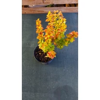 Berberis thunbergii - Drăcilă columnară galbenă