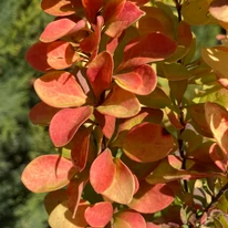 Berberis thunbergii - Drăcilă columnară galbenă