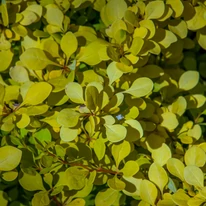 Berberis thunbergii - Drăcilă columnară galbenă