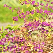 Callicarpa dichotoma toamna. 