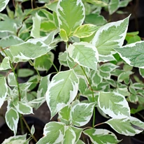 Frunzele plantei Cornus alba Sibirica Variegata de aproape. 