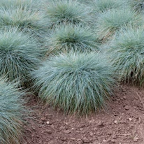 Festuca glauca plantat în grupuri.