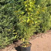 Kerria japonica Golden Guinea la ghiveci. 