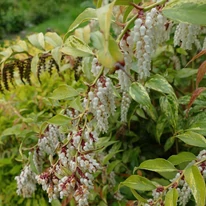 Leucothoe Makijaz înflorește abundent. 