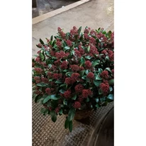 Skimmia japonica Rubella - Liliac japonez
