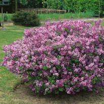 Liliac pitic înflorit. 