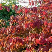 Viburnum plicatum Mariesii decorează cu frunziș minunat, colorat toamna. 