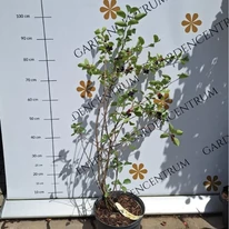Amelanchier alnifolia C2 - Afin canadian