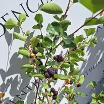 Amelanchier alnifolia C2 - Afin canadian